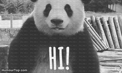 panda - Gratis geanimeerde GIF