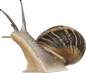 Kaz_Creations Snail - 免费PNG
