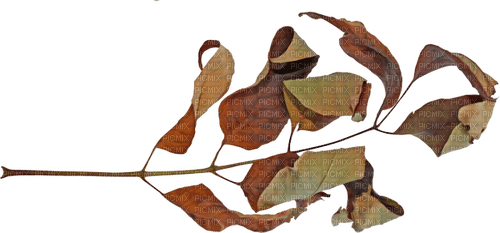 Ветка с  листьями - Free PNG