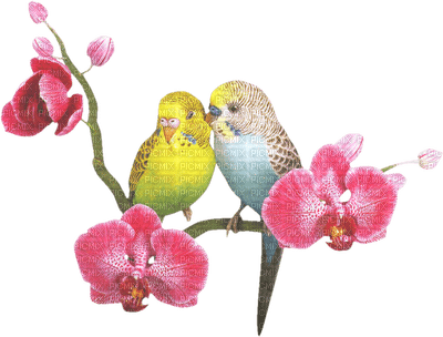 birds budgerigar bp - δωρεάν png