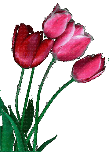 Tulips - Darmowy animowany GIF