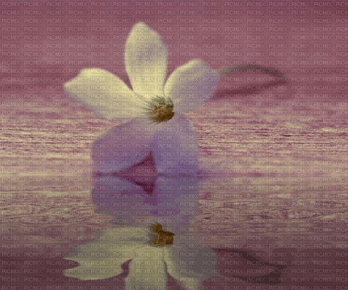 Background Flower Water - GIF animé gratuit