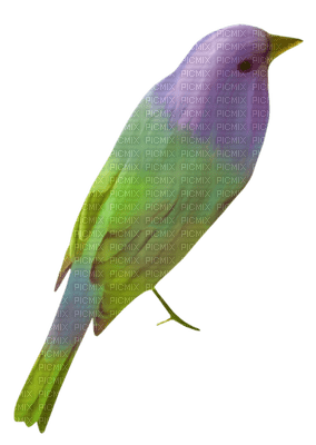 Kaz_Creations Birds Bird - PNG gratuit