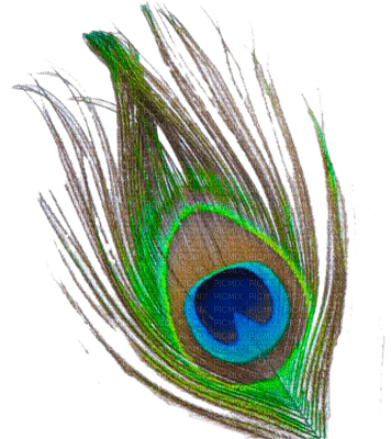 peacock feathers bp - Free PNG