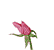 pink rose blooming gif - Gratis animerad GIF