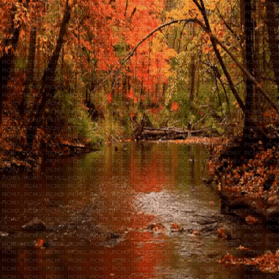 ruisseau  forest autumn gif - GIF animado grátis