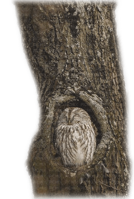 tree, owl - png gratis