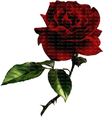 rosa roja - png grátis