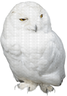 Kaz_Creations Birds Bird Owl - zdarma png