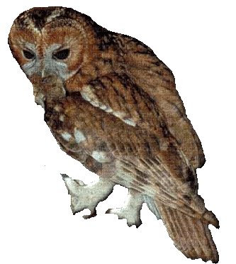 Kaz_Creations Birds Bird Owl - Ilmainen animoitu GIF
