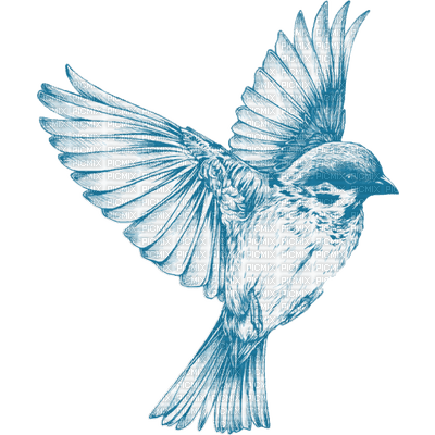 sparrow - png grátis