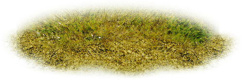 Осенняя  трава - nemokama png