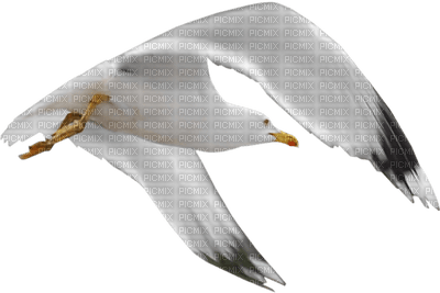 gull katrin - PNG gratuit