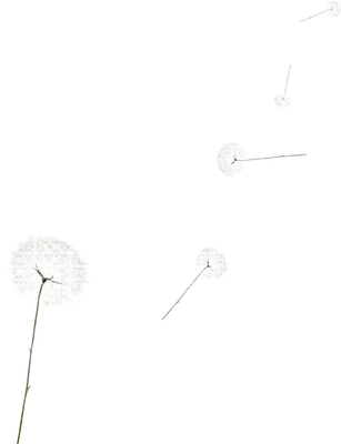 fleur blanche.Cheyenne63 - Free PNG