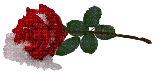 Red rose.Snow.Victoriabea - besplatni png
