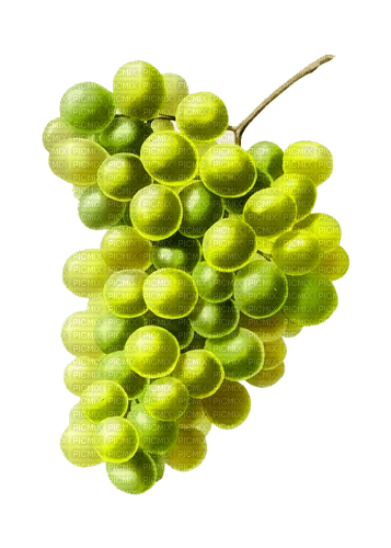 white grapes - zdarma png