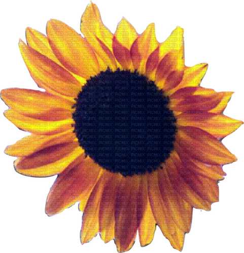 sunflower deco - zadarmo png