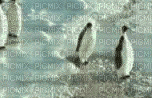 Pingouin - Ingyenes animált GIF