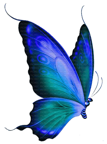 Бабочка - 免费PNG