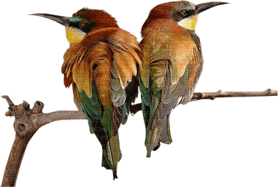 dulcineia8 pássaros - безплатен png
