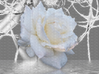 rose blanche - Free animated GIF