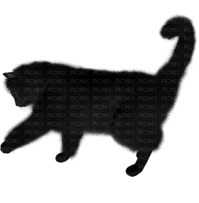 Kaz_Creations Cat Kitten - zadarmo png