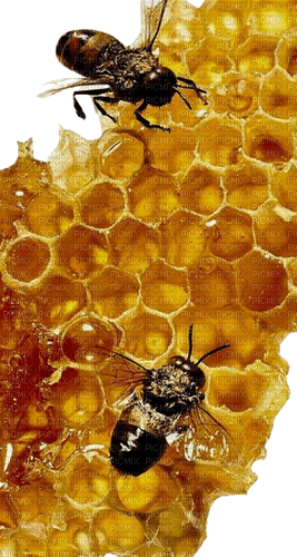 bee biene insect honey abeille - PNG gratuit