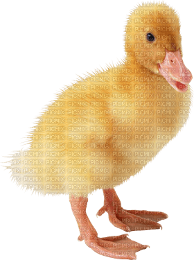 Kaz_Creations Duck - 無料png