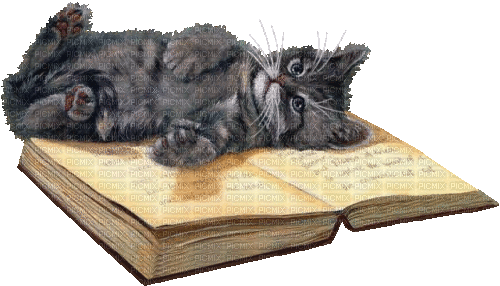 Katze, Cat, Buch - Δωρεάν κινούμενο GIF