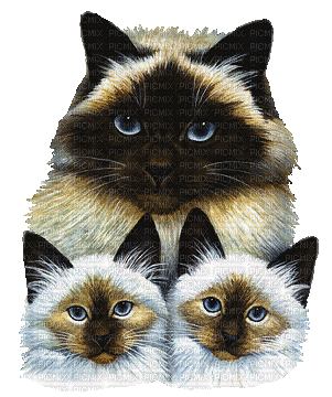 cat chat katze gif - Ingyenes animált GIF