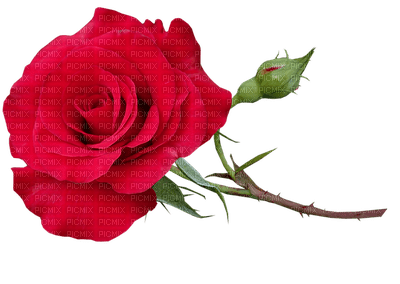 ruusu, rose, kukka, fleur, flower - darmowe png