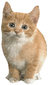 cat - Ingyenes animált GIF