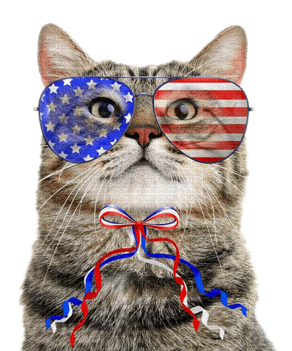 Cat.Patriotic.4th Of July - By KittyKatLuv65 - png gratis