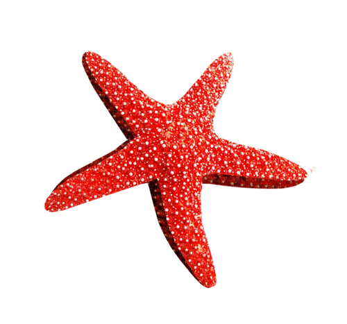 Estrella de mar - darmowe png