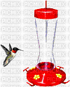 humming bird - 免费动画 GIF
