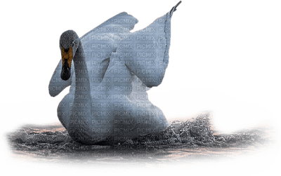 cisne - kostenlos png