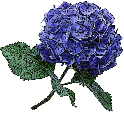 Fleur-flower hortensia, fleur , flower , gif , glitter , tube , barre ,  déco , plante , frame , encre , nature , asie , zen , sagesse , calme ,