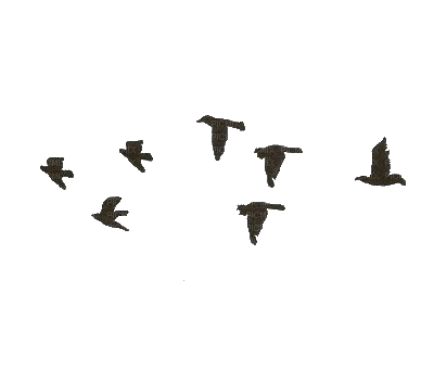 birds - Безплатен анимиран GIF