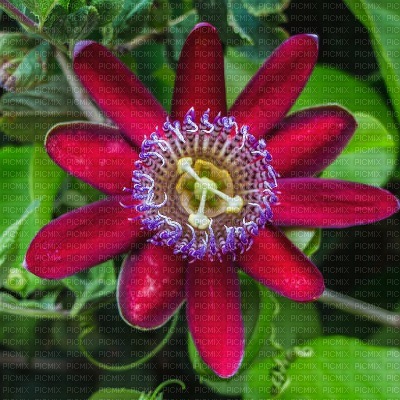 Red Passion Flower - png gratis