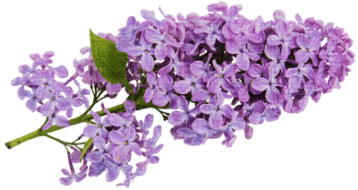Kaz_Creations Flowers Deco Flower Colours - png gratuito