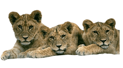 minou-African animals Tigers - бесплатно png