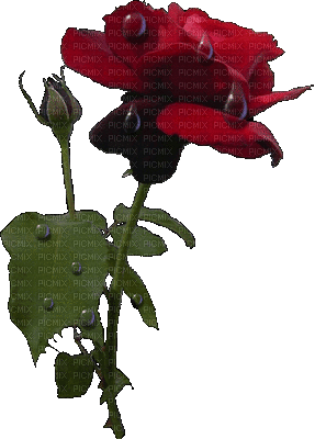 fle fleure rose - Бесплатный анимированный гифка
