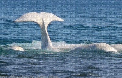 Beluga whale bp - Бесплатный анимированный гифка
