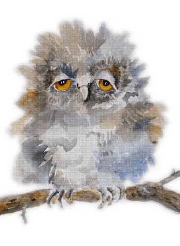 Owl, Eule, Aquarelle - ilmainen png