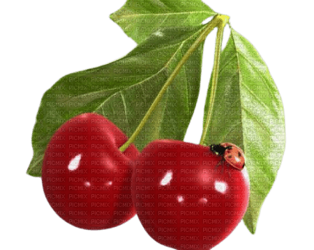cherry - png grátis