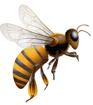 Kaz_Creations Bees Bee - png ฟรี