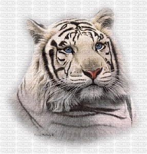 tigre blanc - Kostenlose animierte GIFs