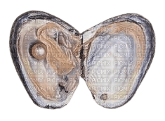 clam - besplatni png