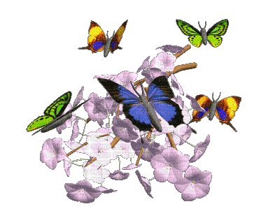 Butterflies - GIF เคลื่อนไหวฟรี