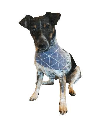 Chien.Dog.Perro.Victoriabea - 無料のアニメーション GIF